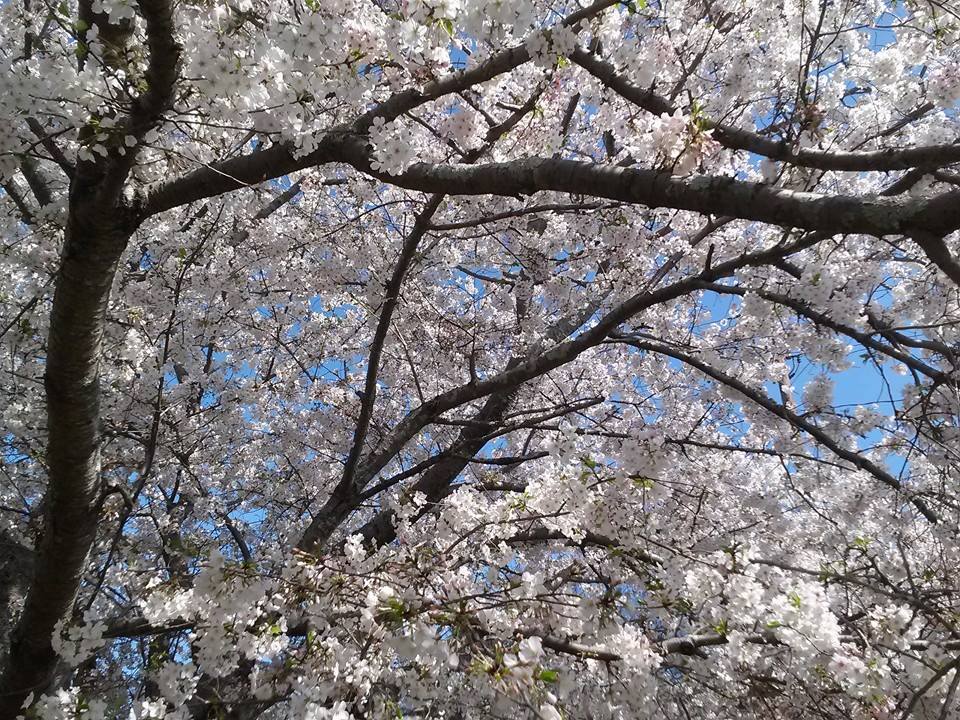 1982336_10152274453854277_1952831852_n